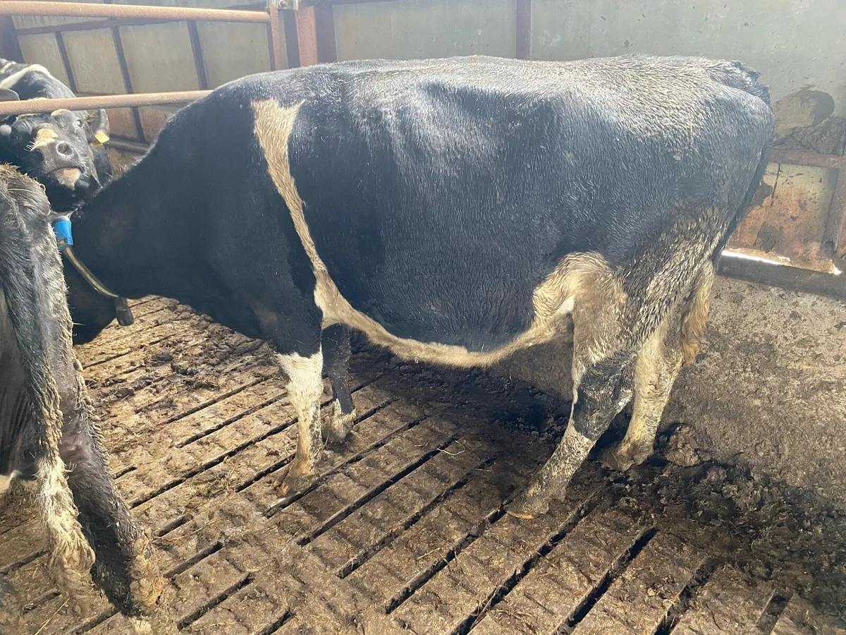 IN CALF COWS FOR SALE - Image 4