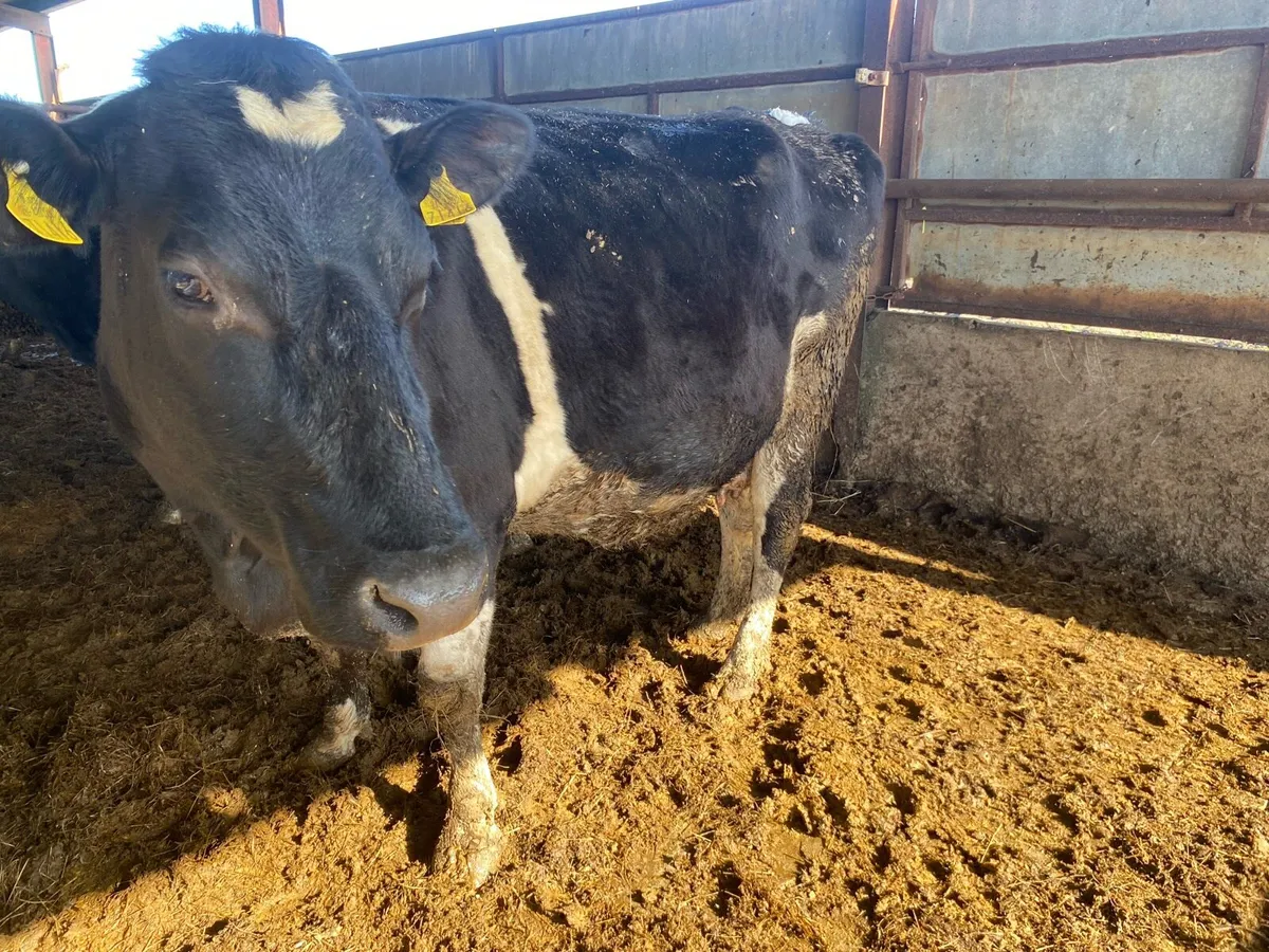 IN CALF COWS FOR SALE - Image 1