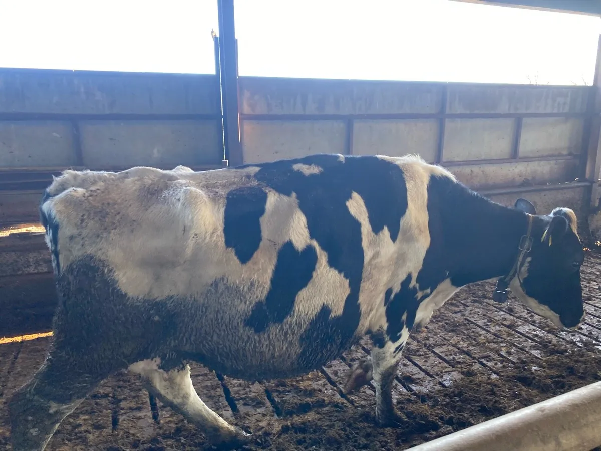 IN CALF COWS FOR SALE - Image 2