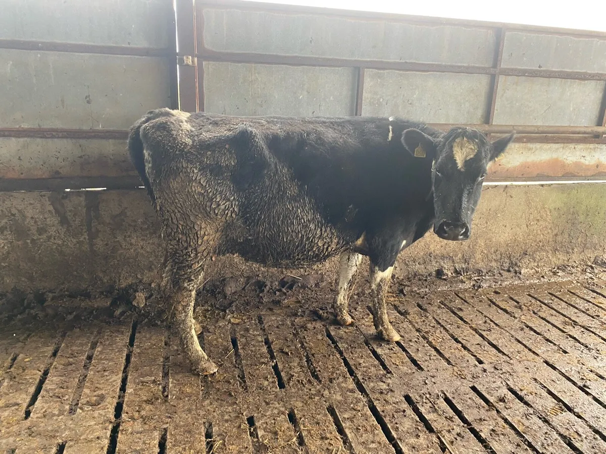 IN CALF COWS FOR SALE - Image 3