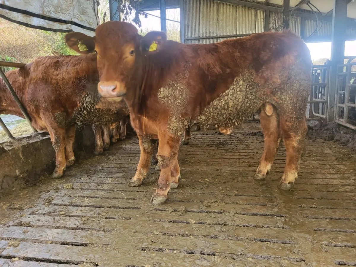 Organic Bullocks - Image 1