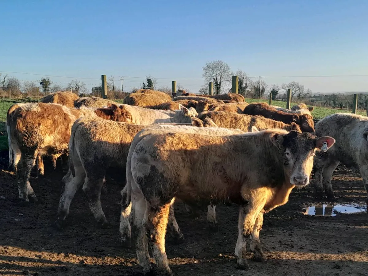 27 Smashing Charlaois Store bullocks - Image 2