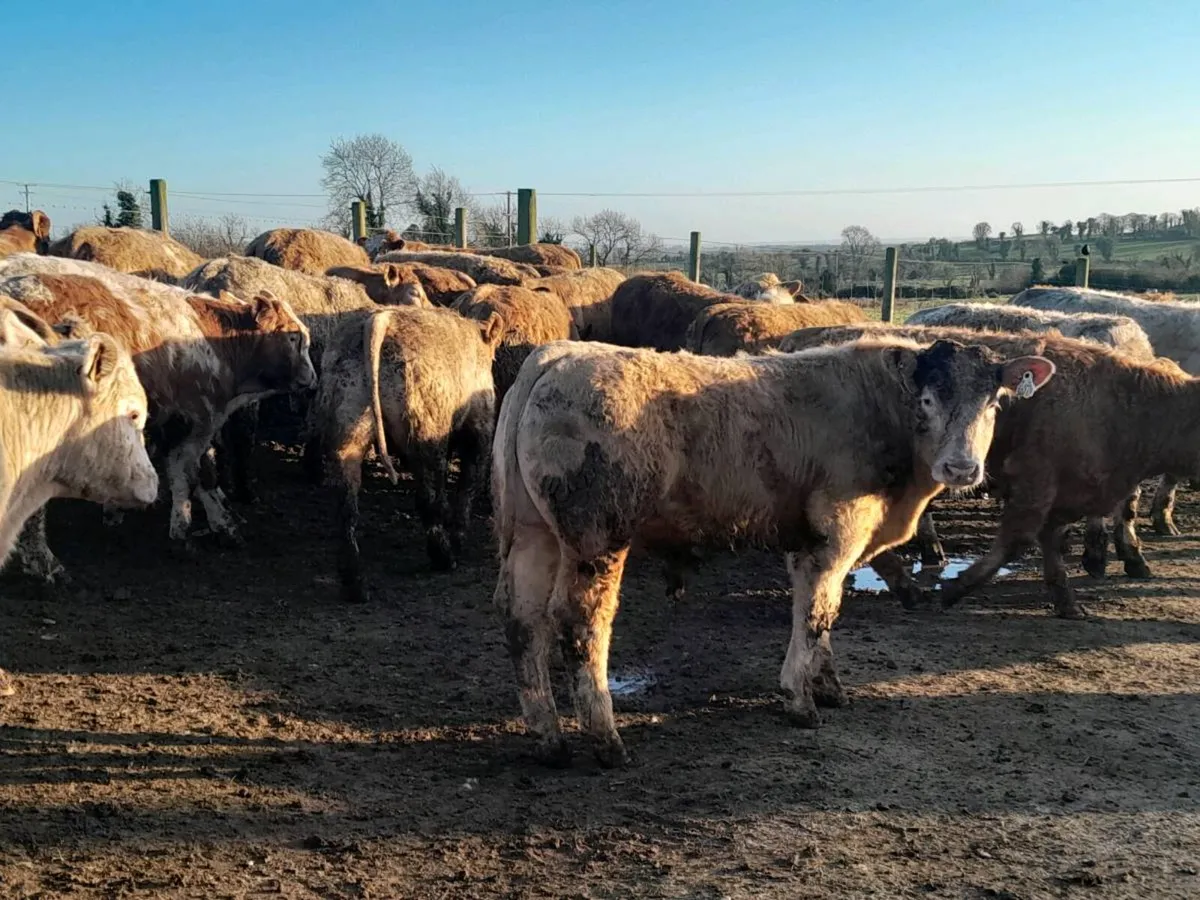 27 Smashing Charlaois Store bullocks - Image 3