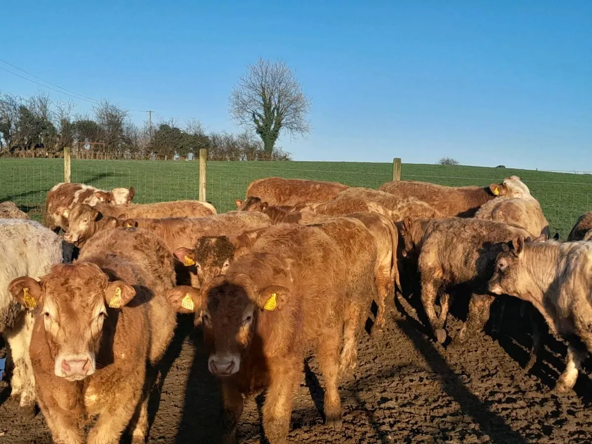 27 Smashing Charlaois Store bullocks - Image 4