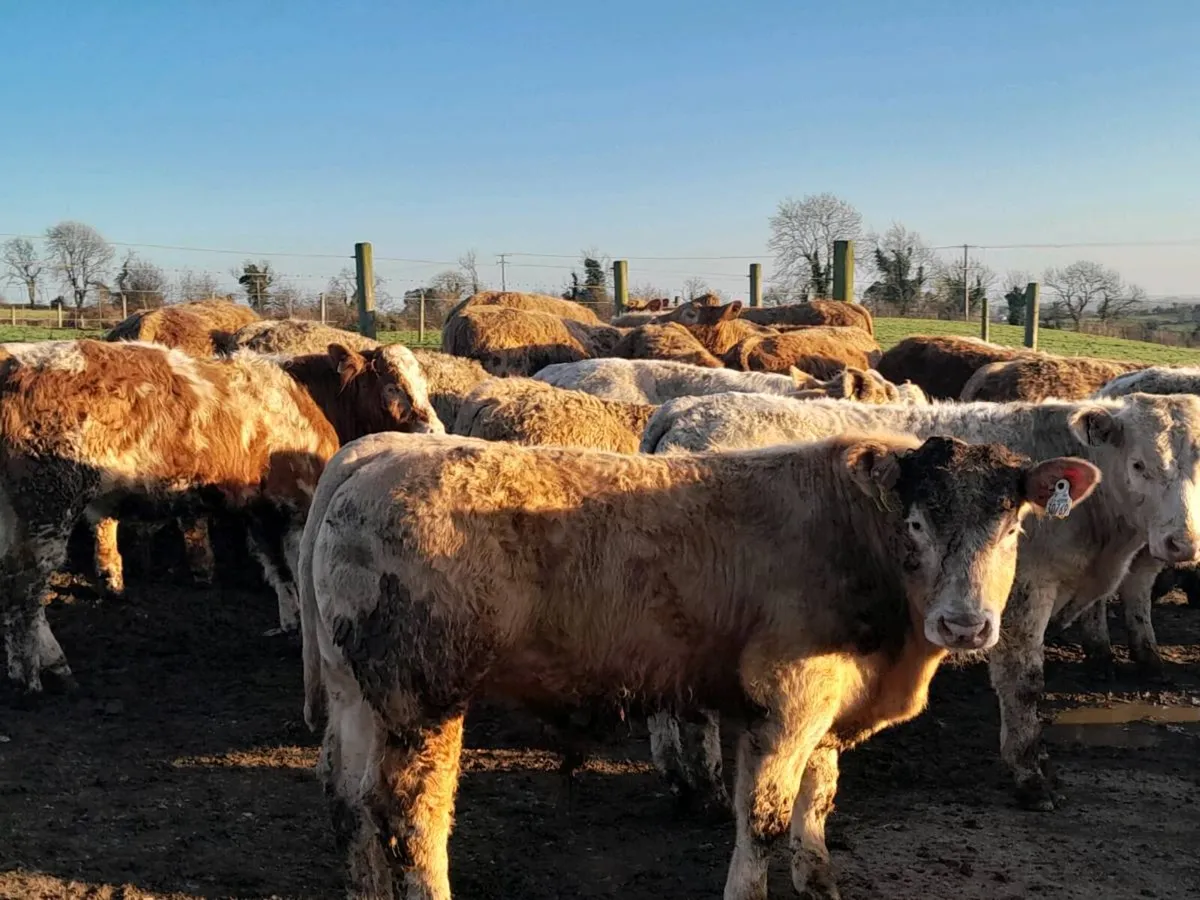 27 Smashing Charlaois Store bullocks - Image 1