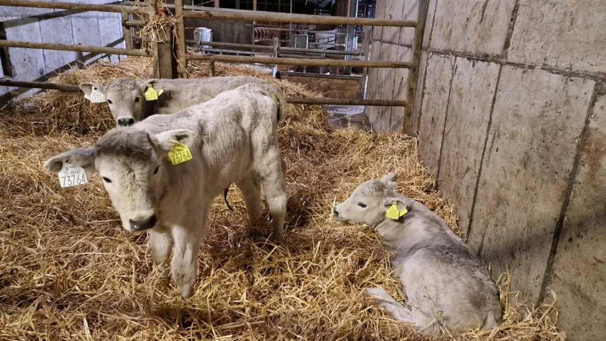 Charolais CHX & Belgian Blue BBX Calves - Image 1