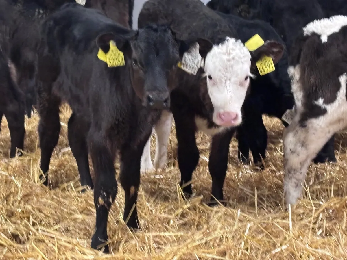 15 heifer calves for sale - Image 2
