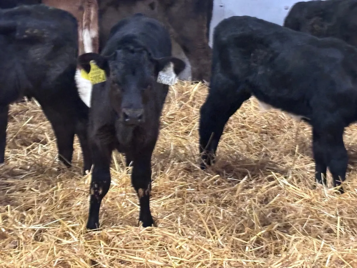 15 heifer calves for sale - Image 3