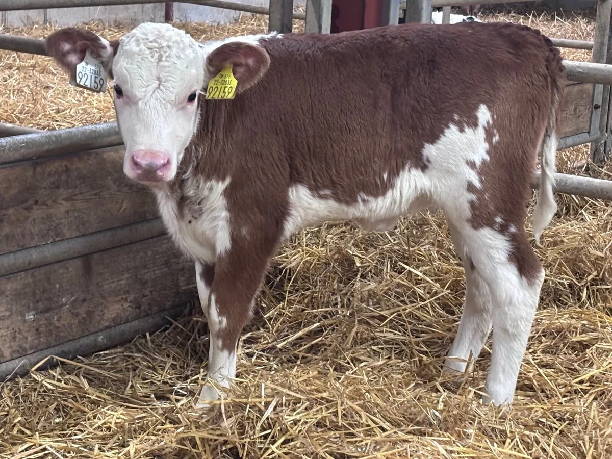 15 heifer calves for sale - Image 1