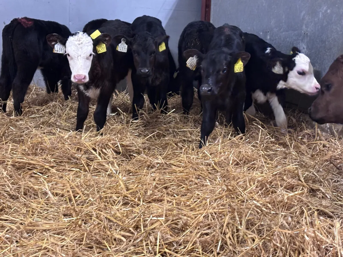 15 heifer calves for sale - Image 4