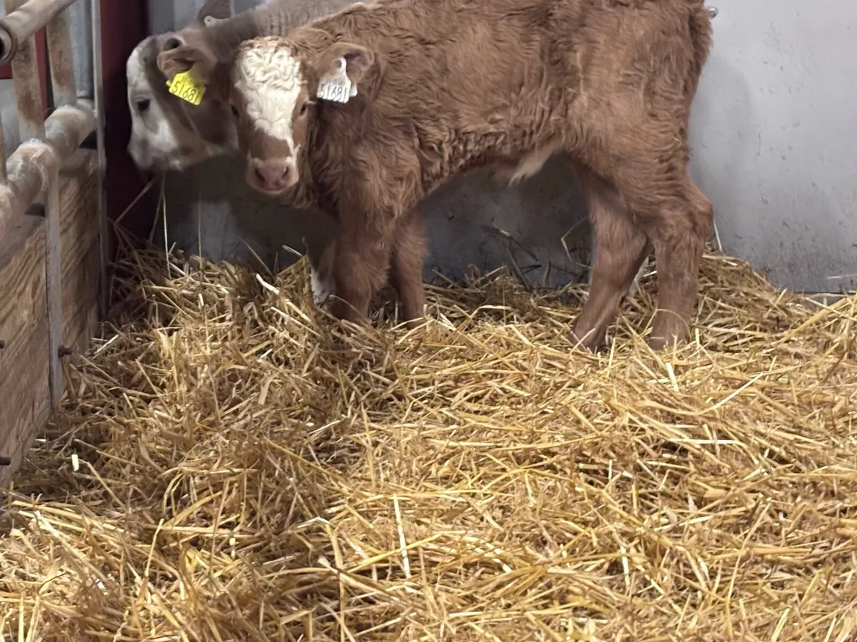 2 suckler bred Charlaois heifer calves for sale - Image 2