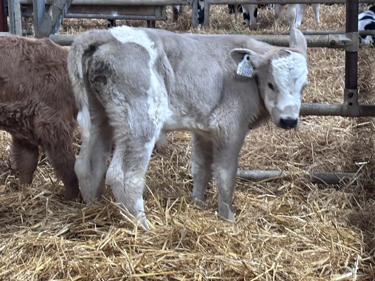 2 suckler bred Charlaois heifer calves for sale - Image 3