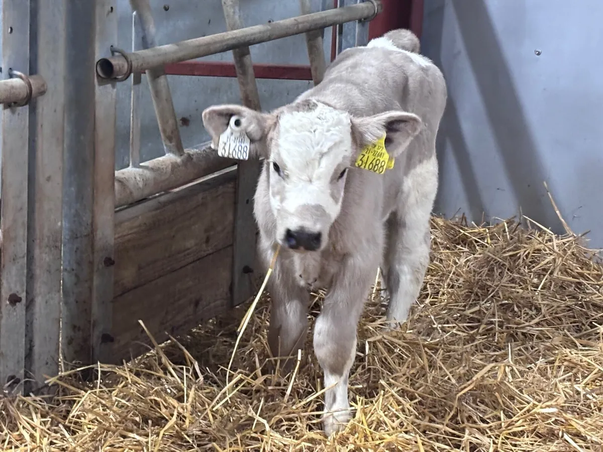 2 suckler bred Charlaois heifer calves for sale - Image 4