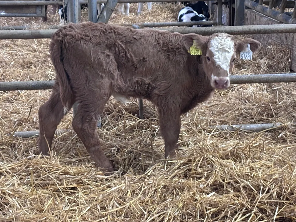 2 suckler bred Charlaois heifer calves for sale - Image 1