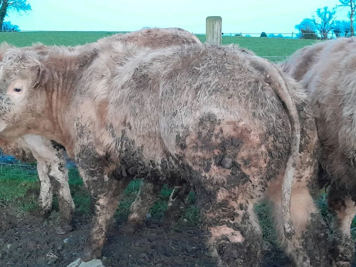 25 Smashing Charlaois bull Weanlings - Image 2
