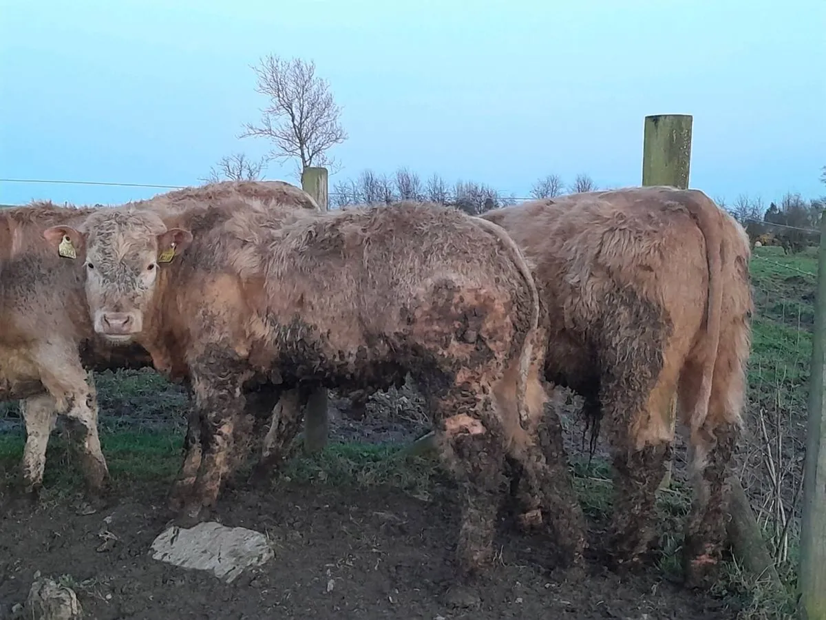 25 Smashing Charlaois bull Weanlings - Image 1