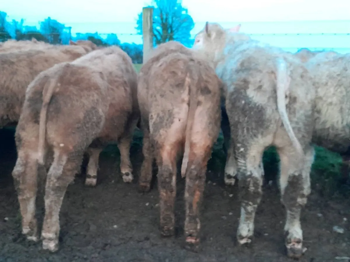 25 Smashing Charlaois bull Weanlings - Image 4