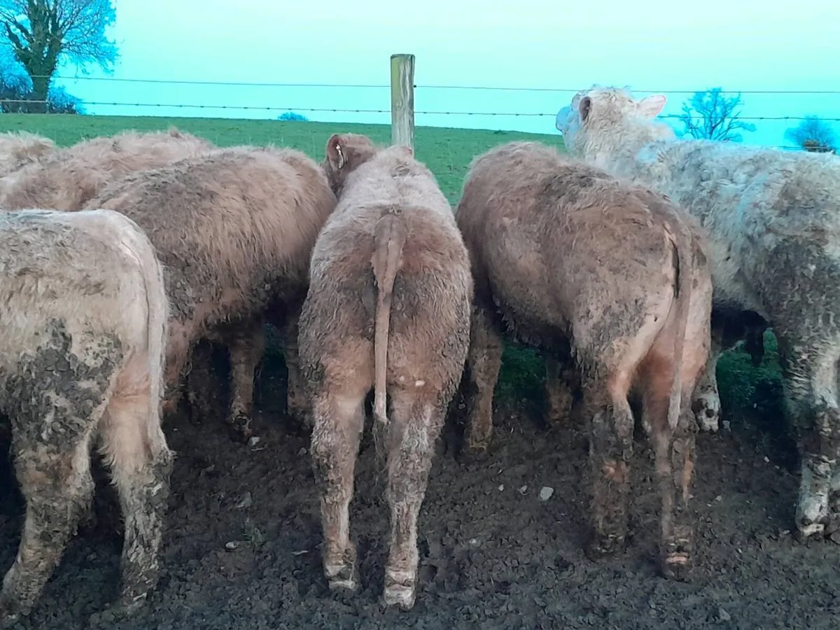 25 Smashing Charlaois bull Weanlings - Image 3