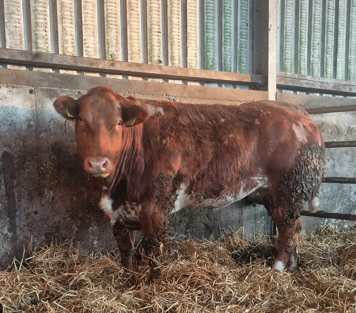 10 Incalf Heifers Tuam Mart - Image 2