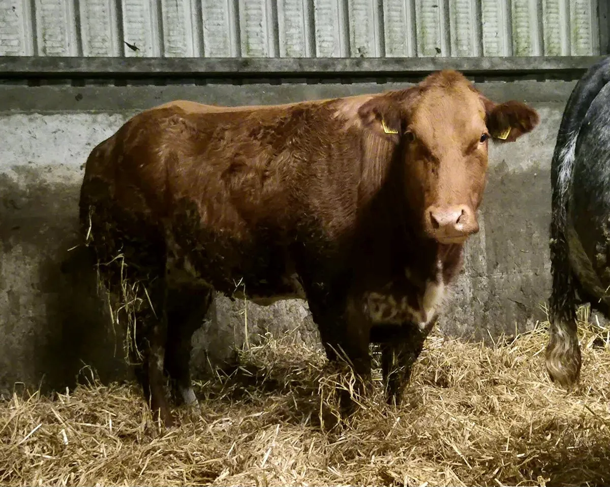 10 Incalf Heifers Tuam Mart - Image 3