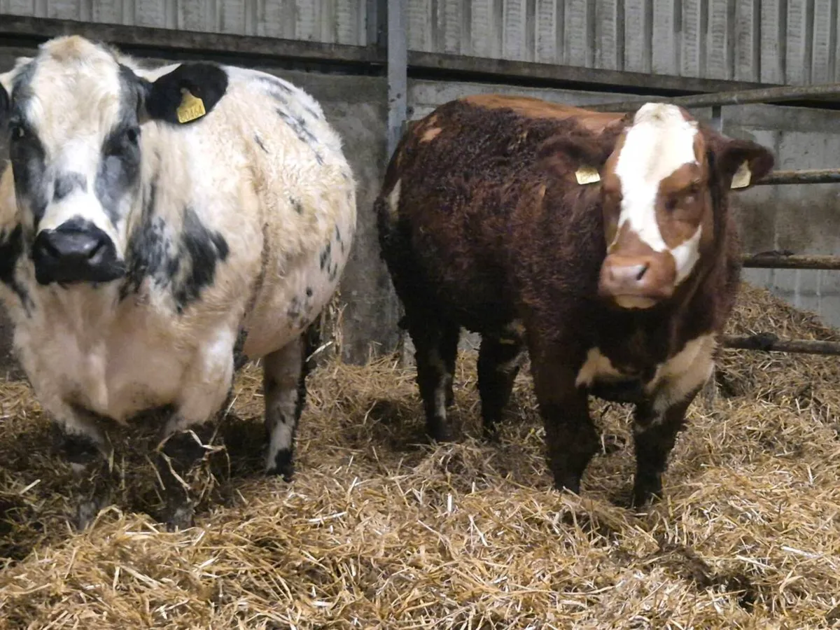 10 Incalf Heifers Tuam Mart - Image 1