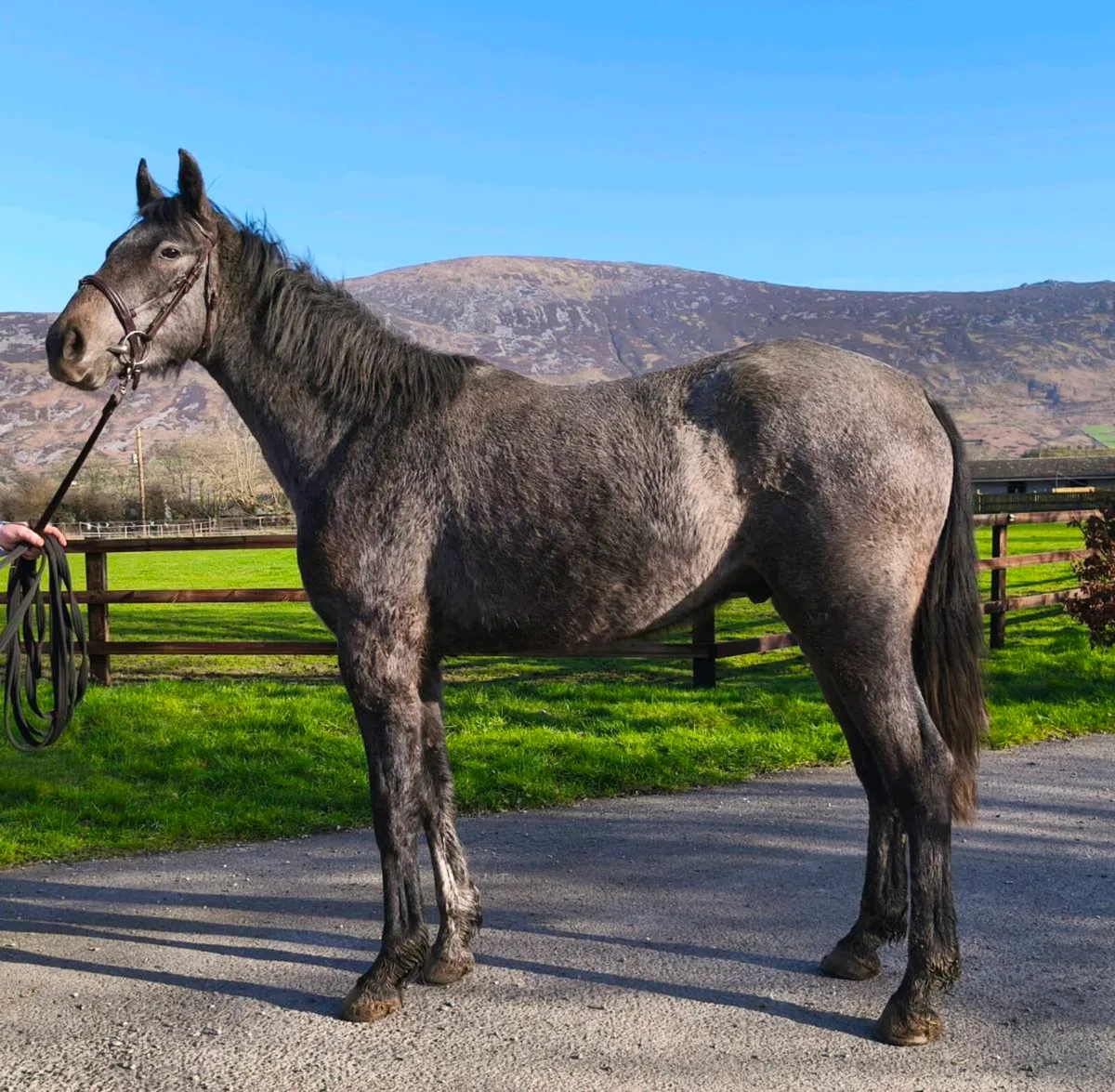 Athletic 3yo ISH gelding - Image 1