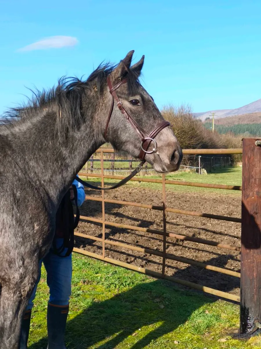 Athletic 3yo ISH gelding - Image 2