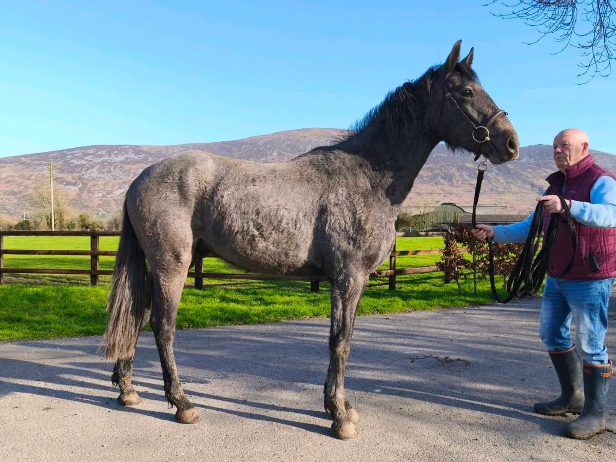 Athletic 3yo ISH gelding - Image 3