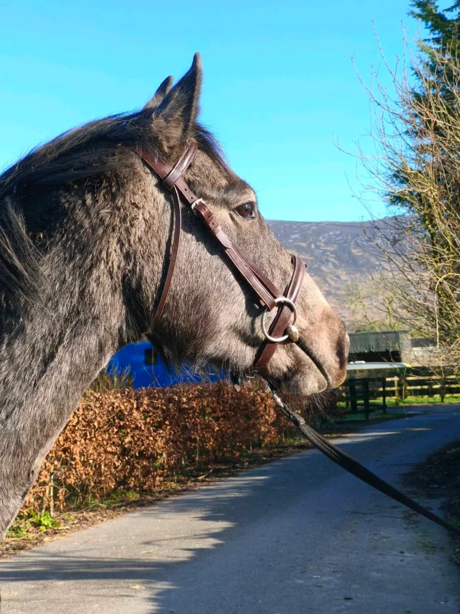 Athletic 3yo ISH gelding - Image 4