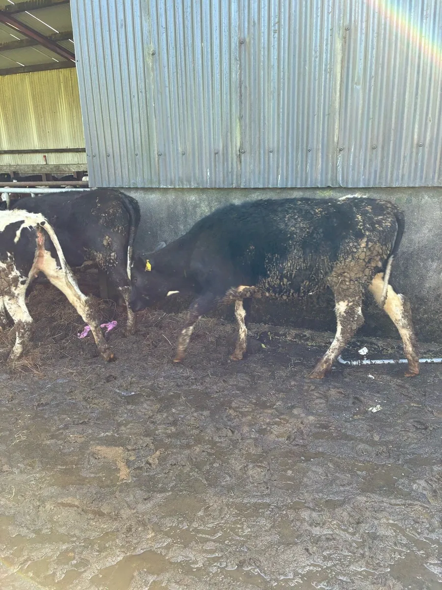 High EBI Maiden Heifers - Image 3