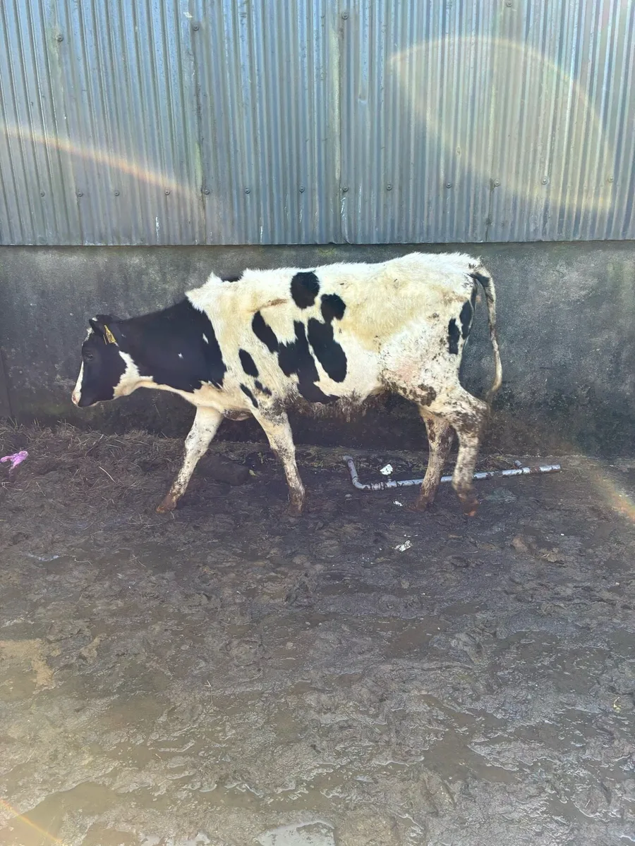 High EBI Maiden Heifers - Image 4
