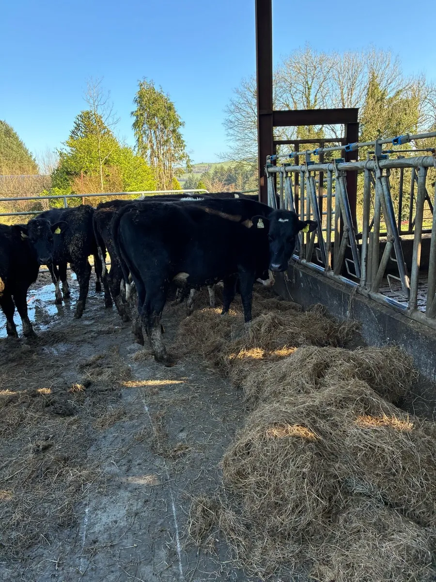 High EBI Maiden Heifers - Image 1