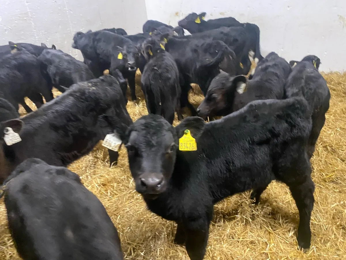 25 Top Class Angus Bull Calves - Image 2