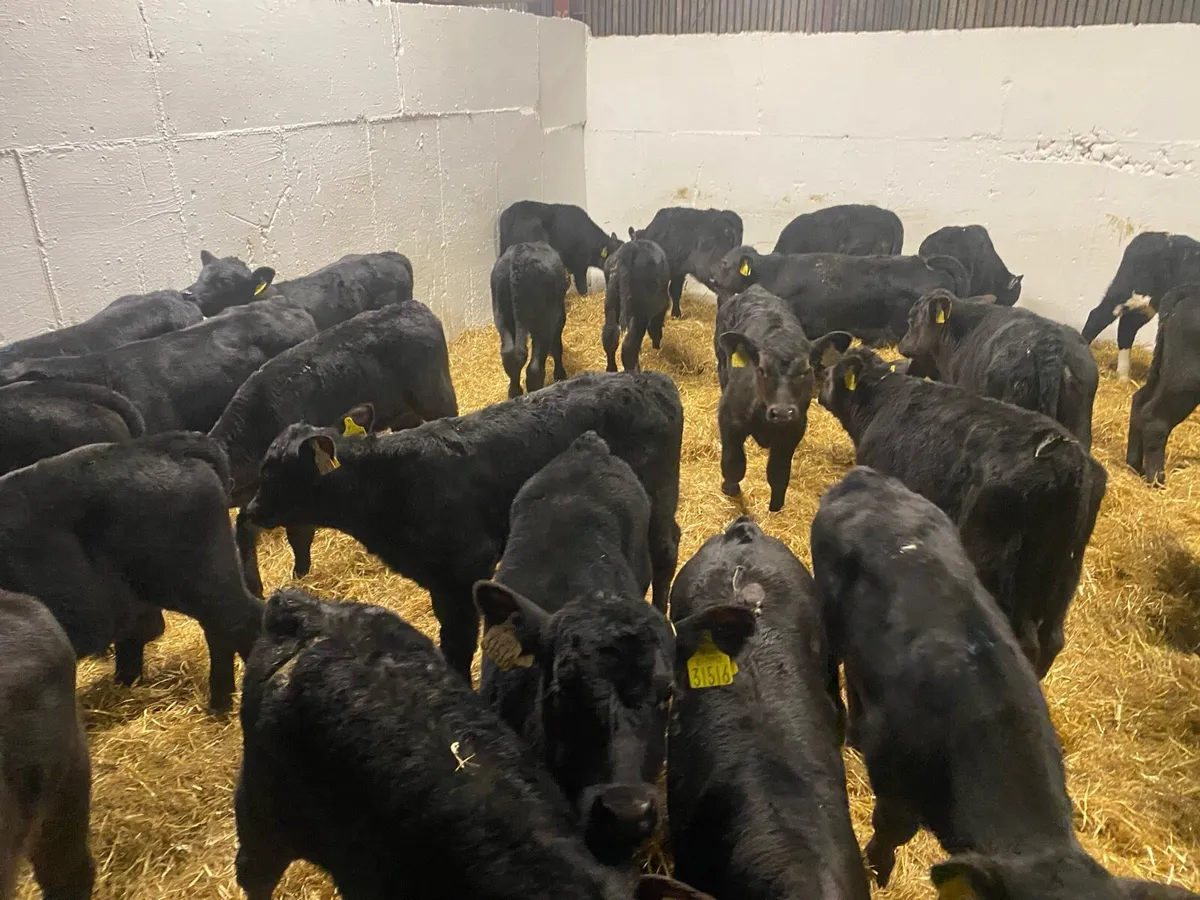 25 Top Class Angus Bull Calves - Image 1