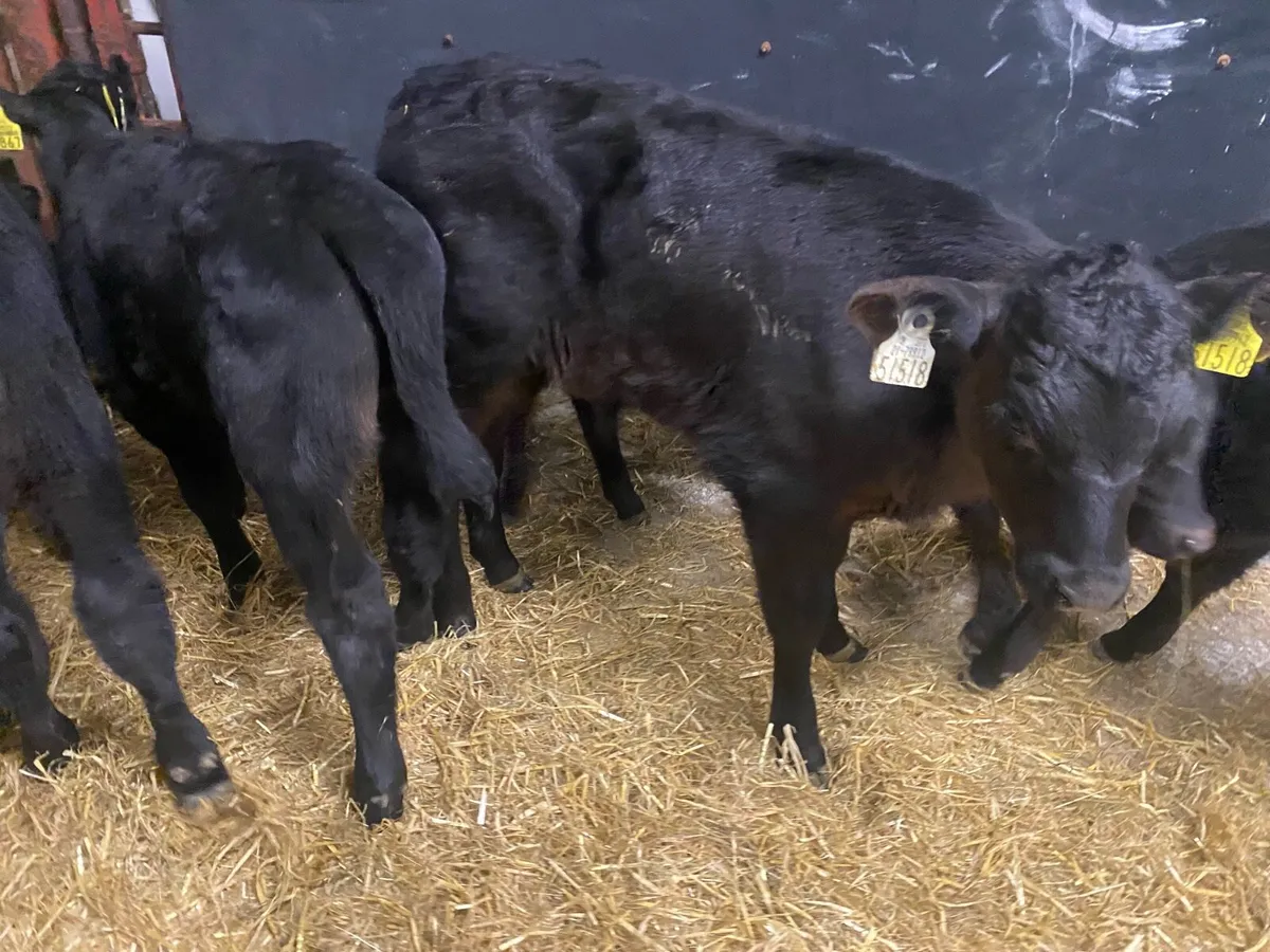 25 Top Class Angus Bull Calves - Image 4
