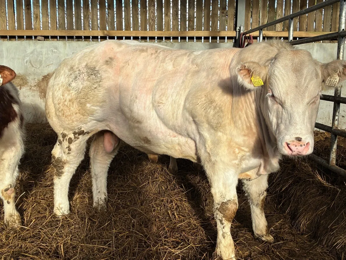 Belgium Blue Bulls - Image 1