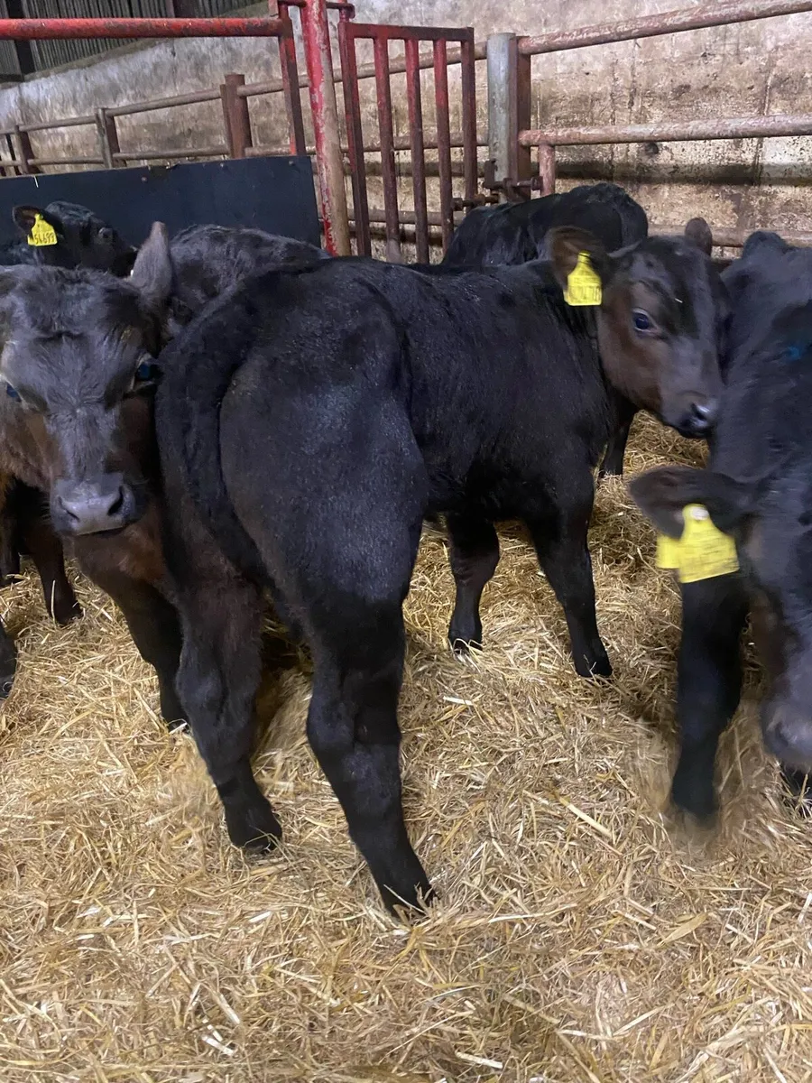 25 Top Class Angus Bull Calves - Image 3