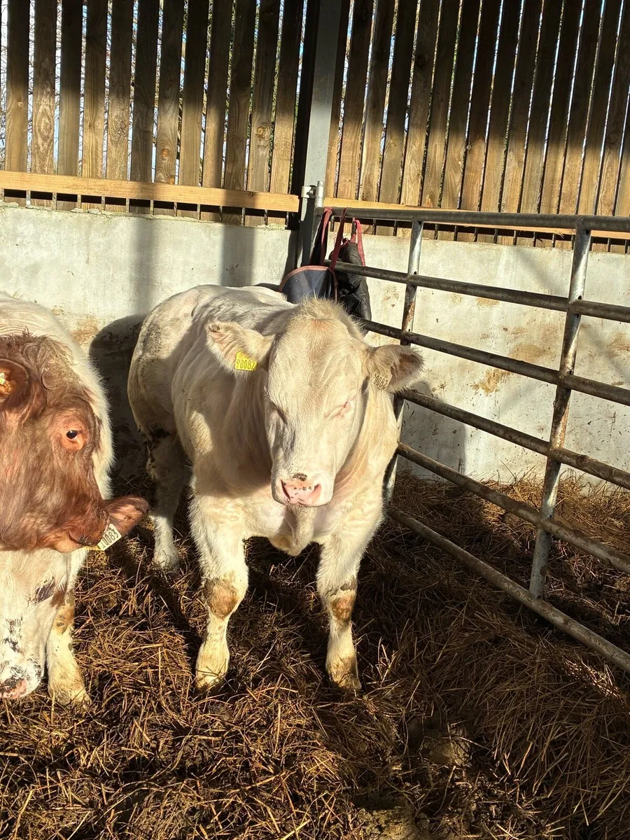 Belgium Blue Bulls - Image 3