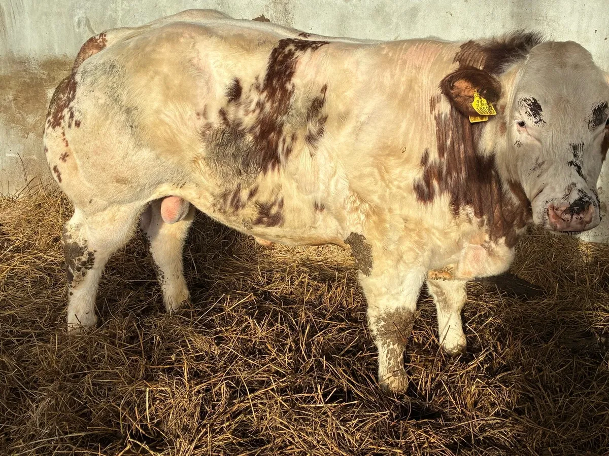 Belgium Blue Bulls - Image 4