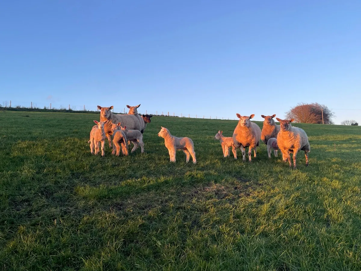 Ewes and lambs - Image 1