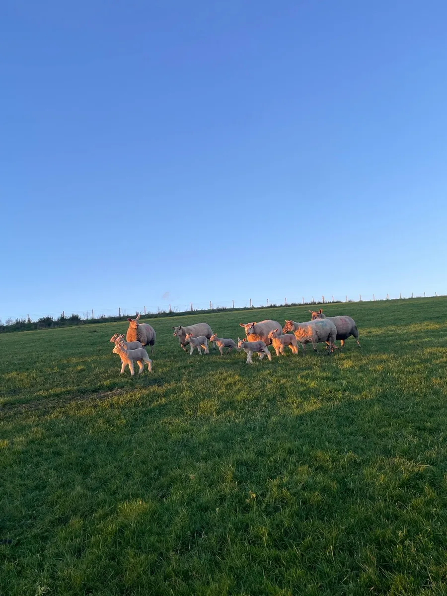 Ewes and lambs - Image 2