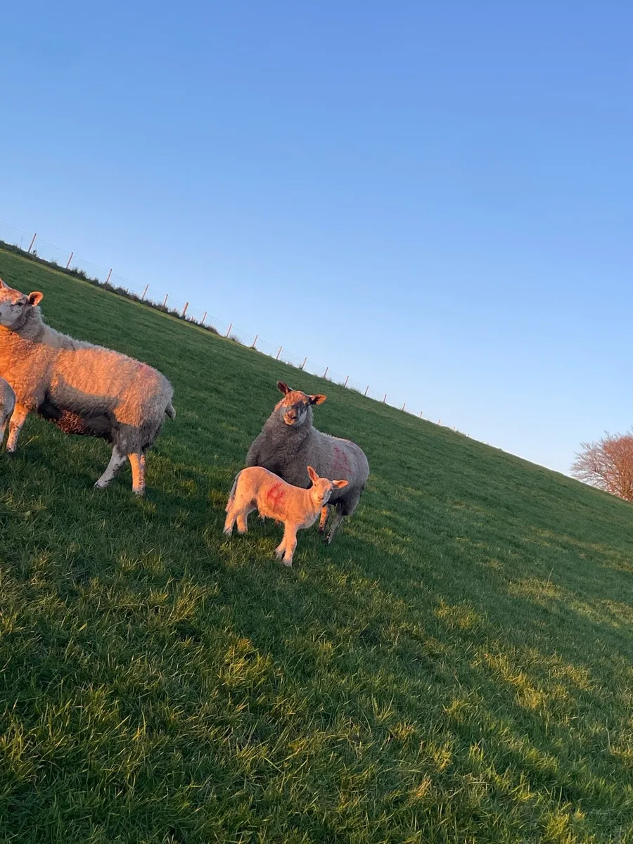 Ewes and lambs - Image 3