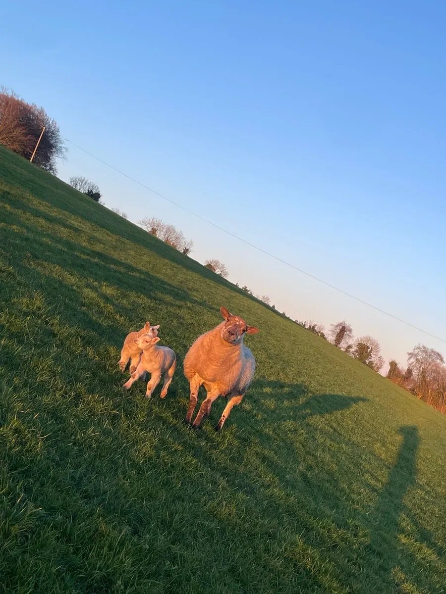 Ewes and lambs - Image 4