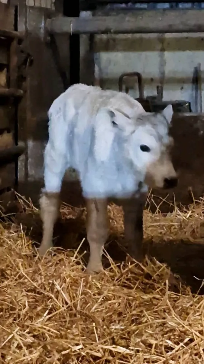 Charolais CHX & Belgian Blue BBX Calves - Image 2