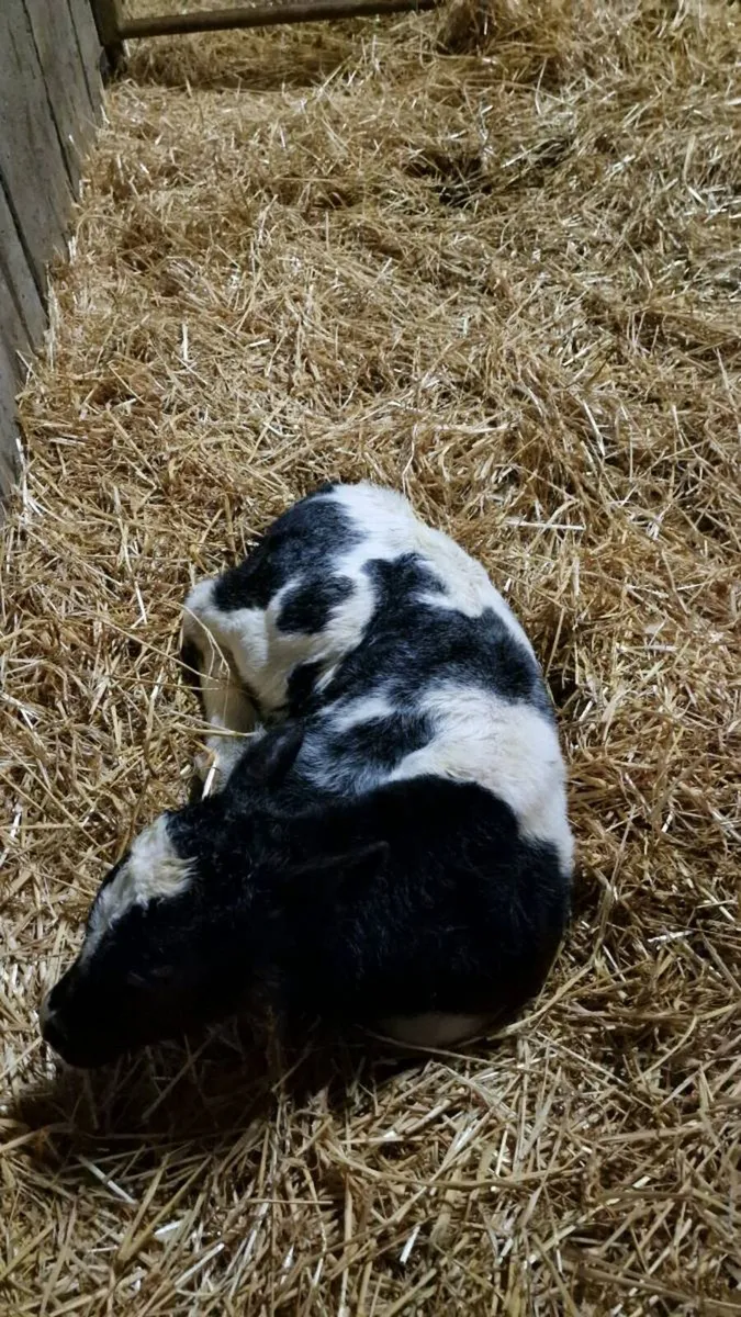 Charolais CHX & Belgian Blue BBX Calves - Image 4