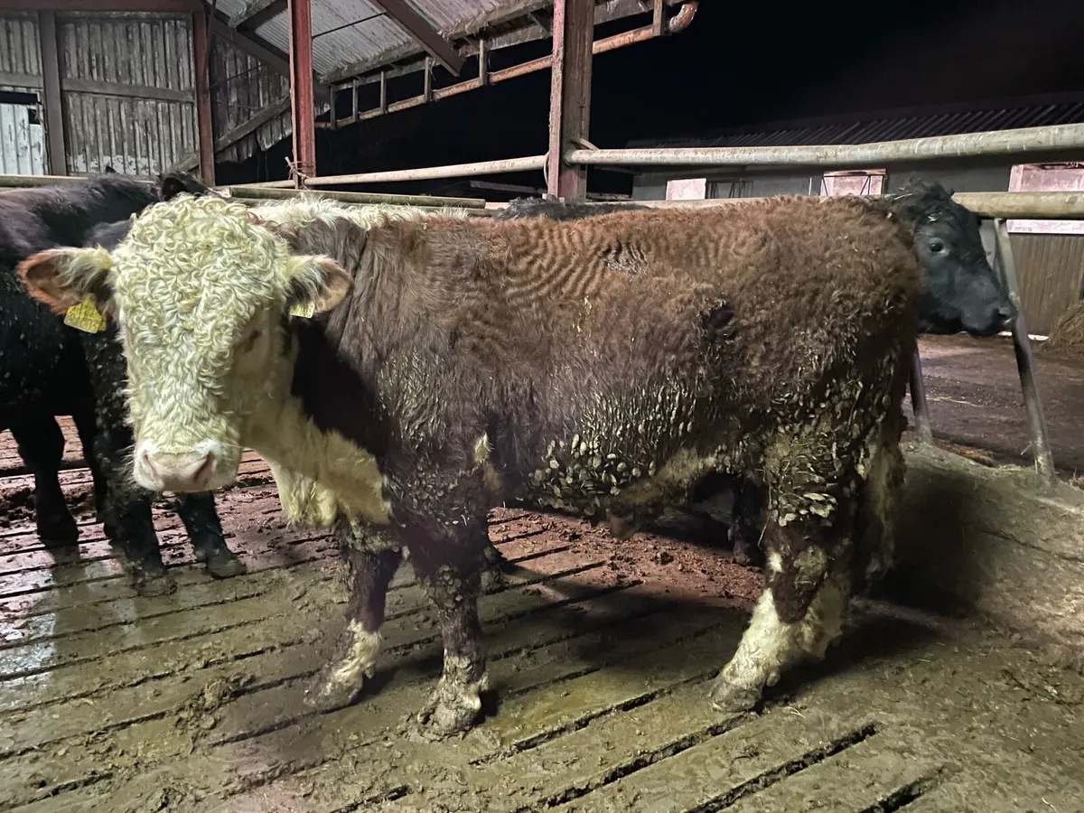 PED ANGUS & HEREFORD BULLS - Image 4