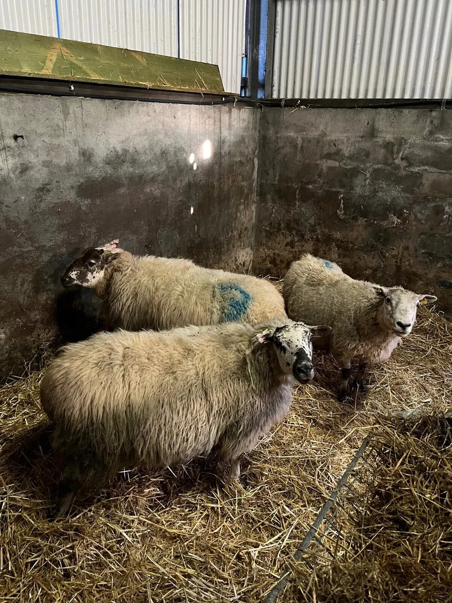 Sheep carrying triplets - Image 1