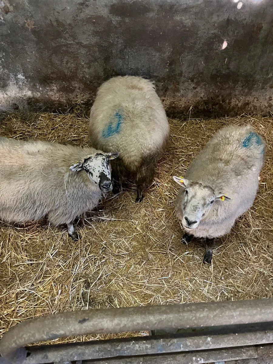 Sheep carrying triplets - Image 2