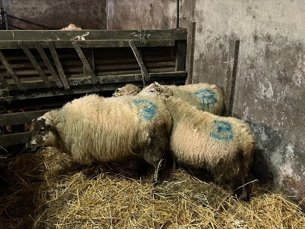 Sheep carrying triplets - Image 3