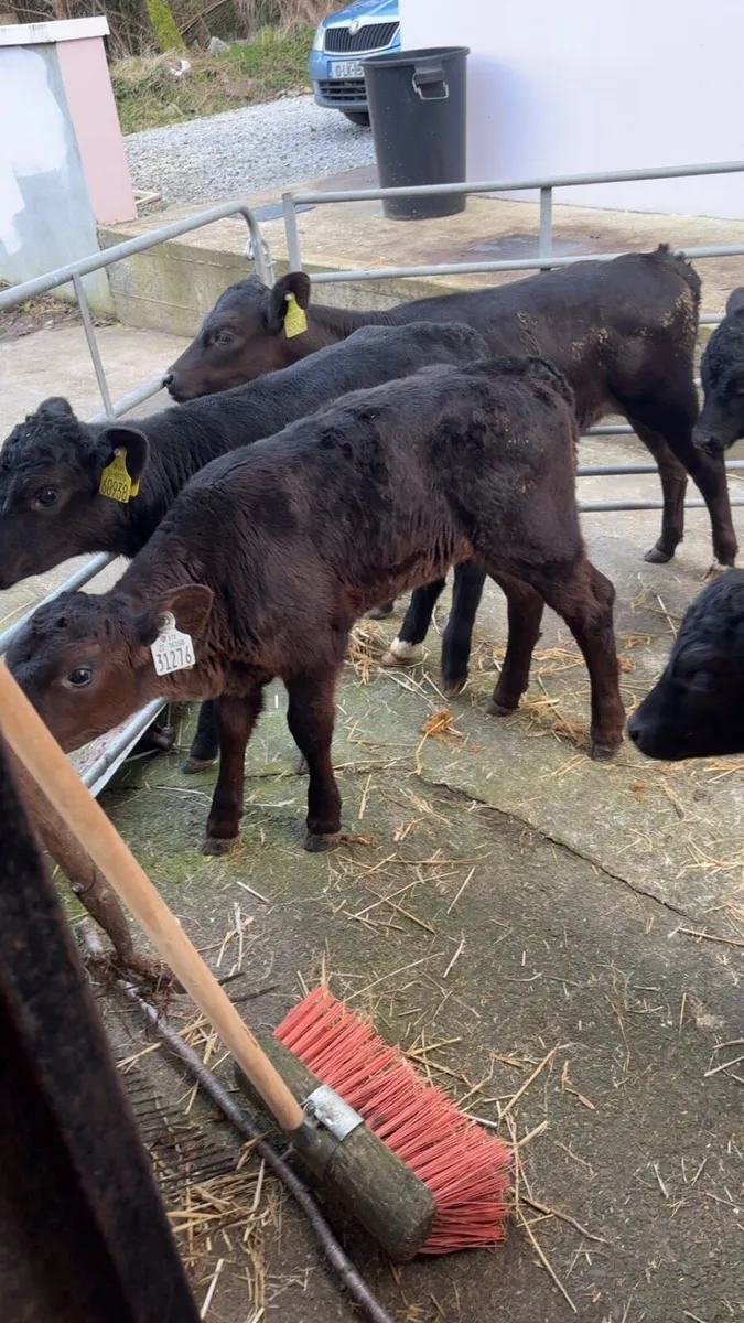 Angus Heifer Calves - Image 2